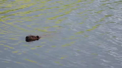 Beavers Swimming