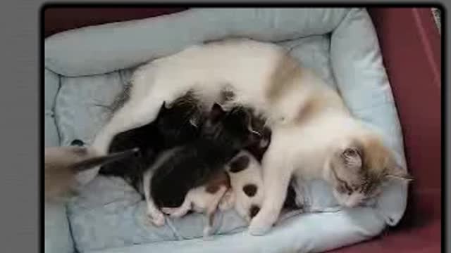 Beautiful Love Between Mother Cat and Chihuahua Puppy