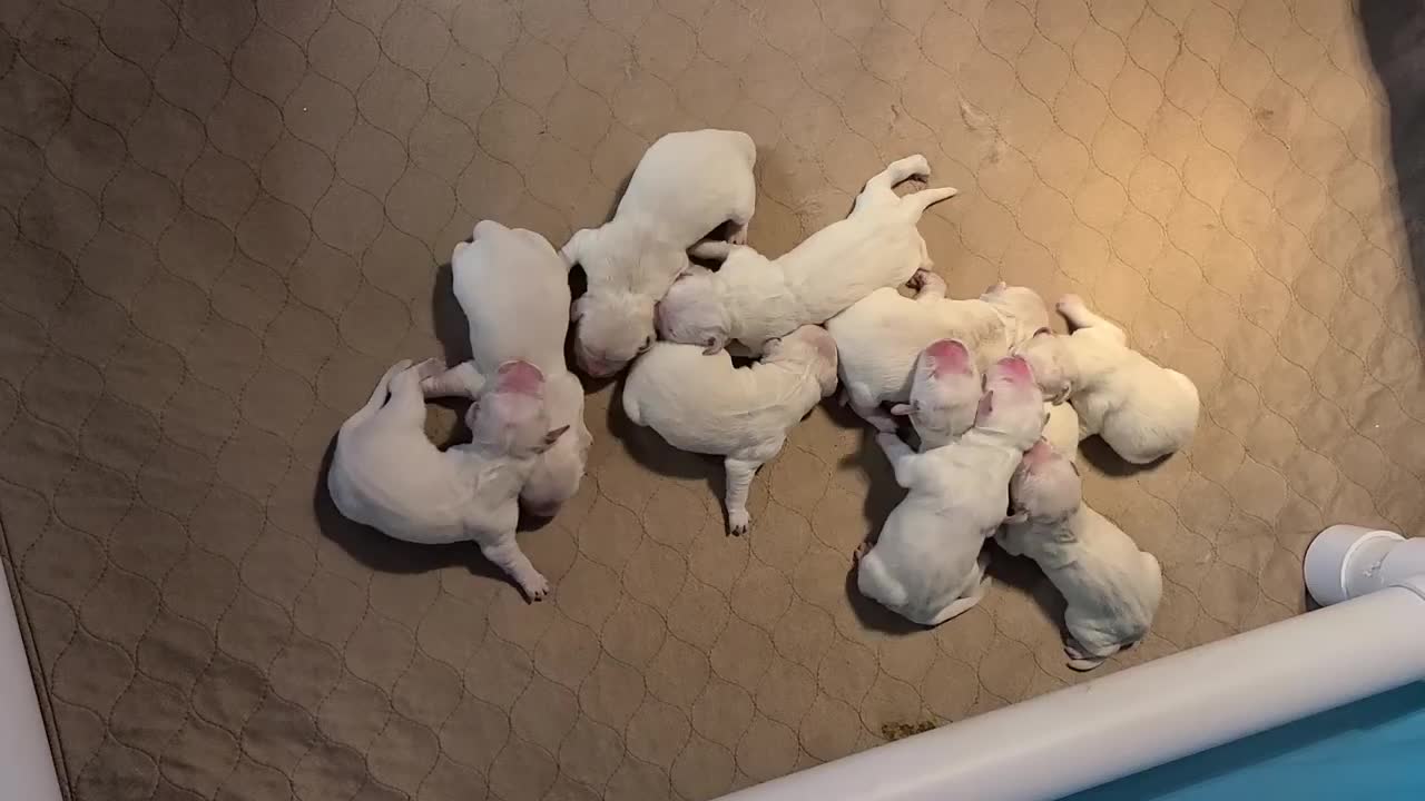 OC Goldens - Bellas one day old puppies