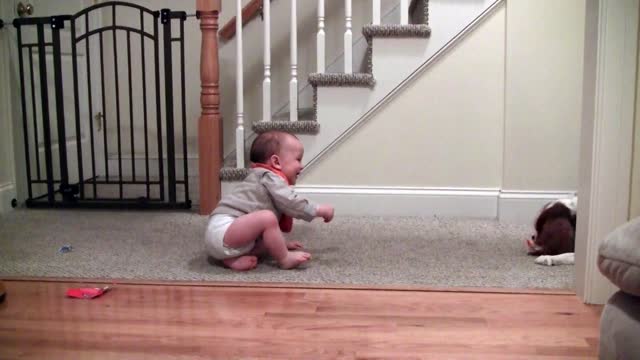 Adorable laughing baby and Cavalier King Charles playing game wotch video