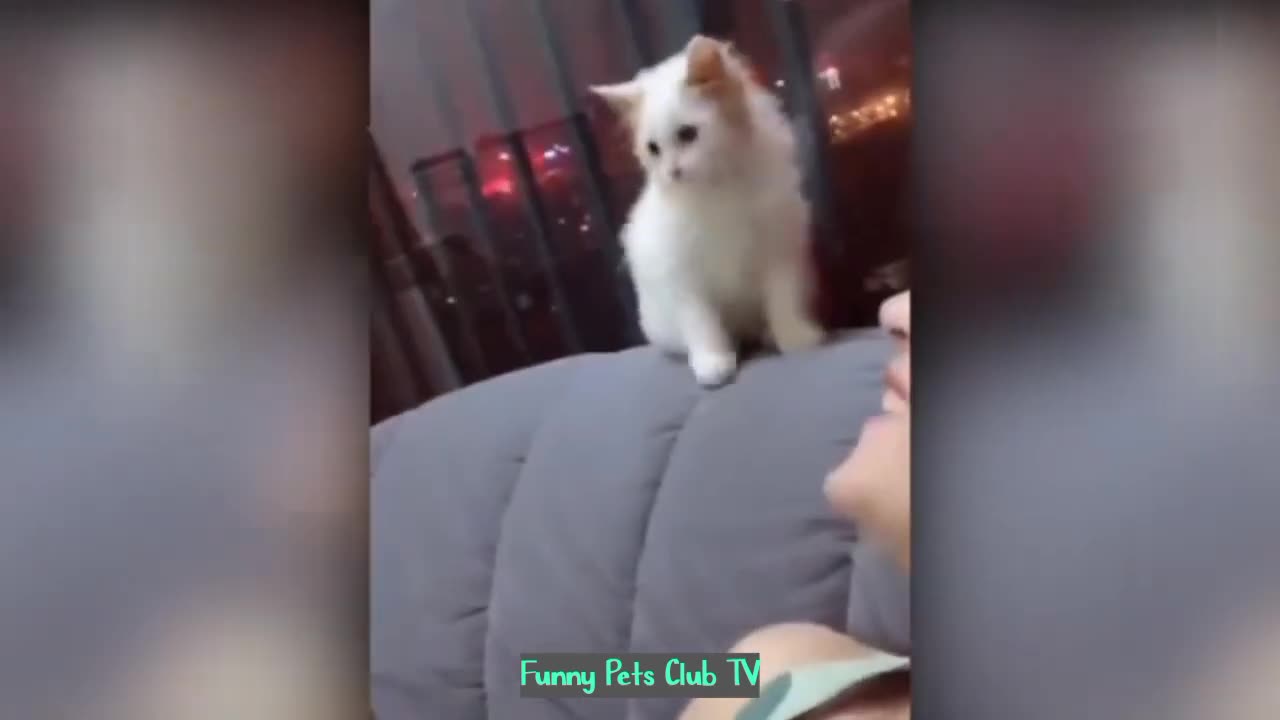 Funny Animal Videos 🤣 Funniest Cats and Dogs Videos 2024 😅