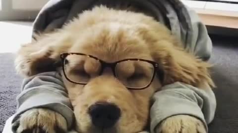 Funny animal video collection, It's time to test the IQ of your pet