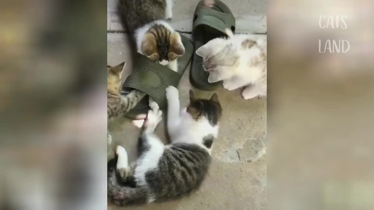 OMG So Cute Cats ♥ Best Funny Cat Videos 2020 #47