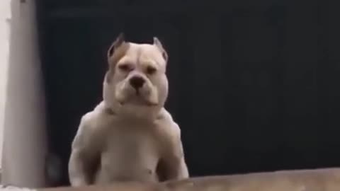 very angry and funny dog