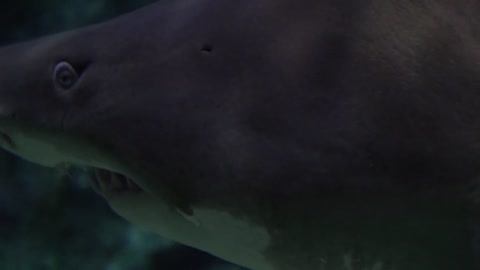 Close-up footage of Shark