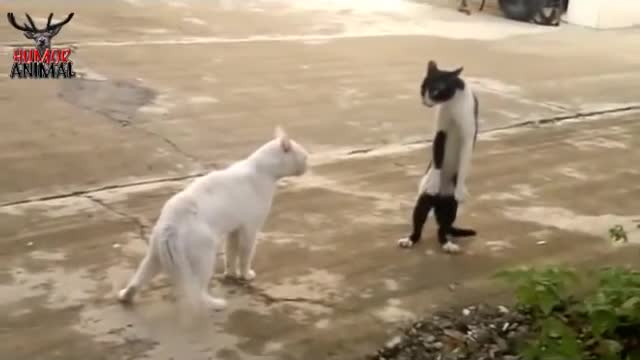 gato bailando como Michael Jackson