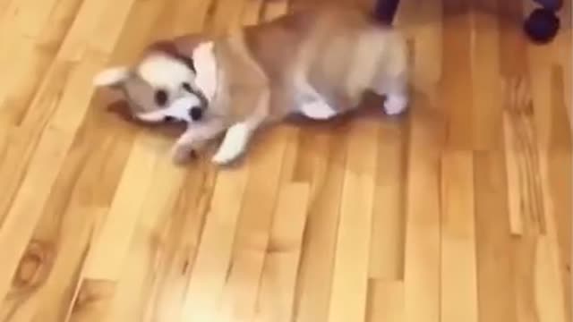 Super Cute Dog! Cute and Funny Dog Video #shorts