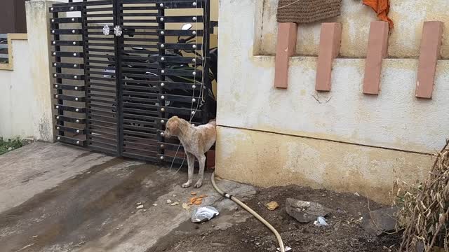 Stray Dog Stuck in a Gate