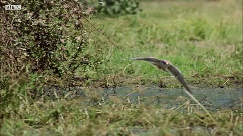 Quelea Mega-Flock Hunted by Falcon | Superswarm | BBC Earth