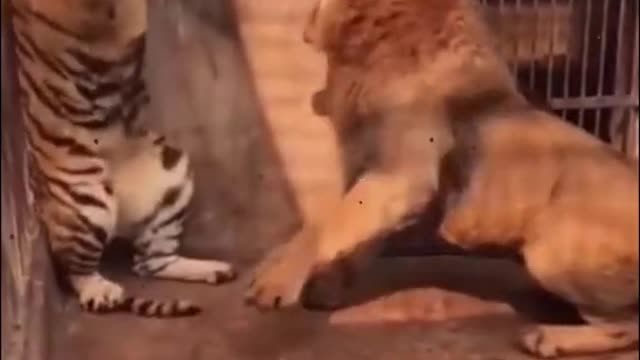 Funny tirger