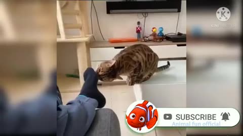 Funny Cat Video