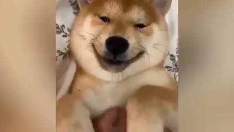 CUTE DOG SMILES