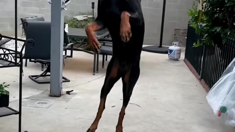 Doberman Is Athletic!