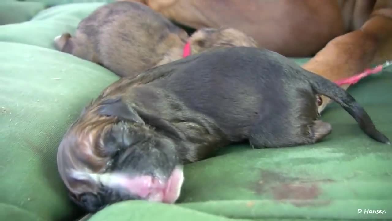 Dog Amazing Birth While Standing