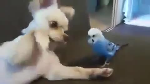 🐶 Funny Dog with Budgie 😁