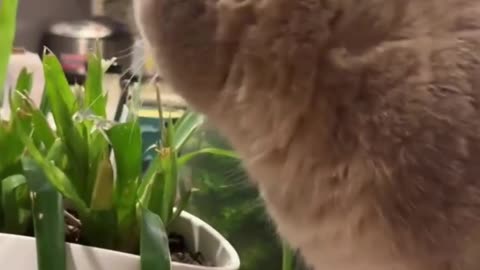 Cute and Funny Cat 😂😂😍😍 #cat #catlover #cats #pet #animals #viral #shorts #reels #mmvcats