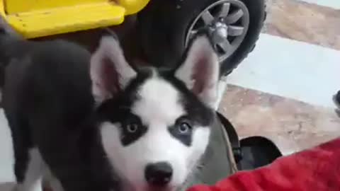 This beautiful Husky puppy plays with his friend