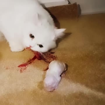 How many super thanks for this beautiful mother cat_🐈🐈🐈