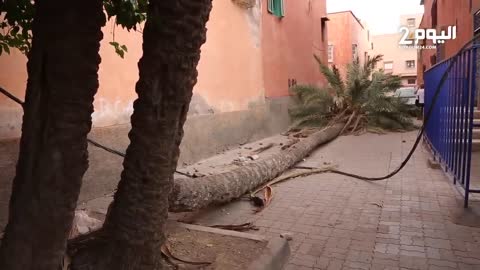 Hot storm destroys trees and vandalizes cars