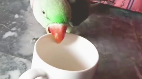 Parrot with cup