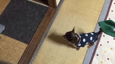 Best funny video in youtube