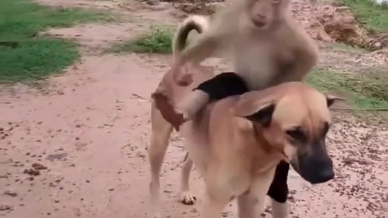 Unbreakable monkey and dog friendship