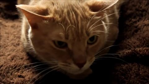 Cat vs camera-(480p)mp4