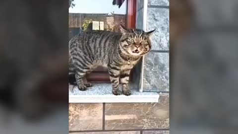 Amazing cat that talks