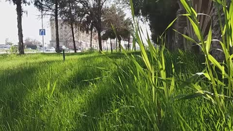 City@nature