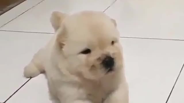 Funny Little Animals