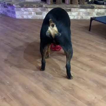 Oso slinging his ball