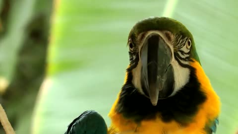 Very beautiful parrot 0