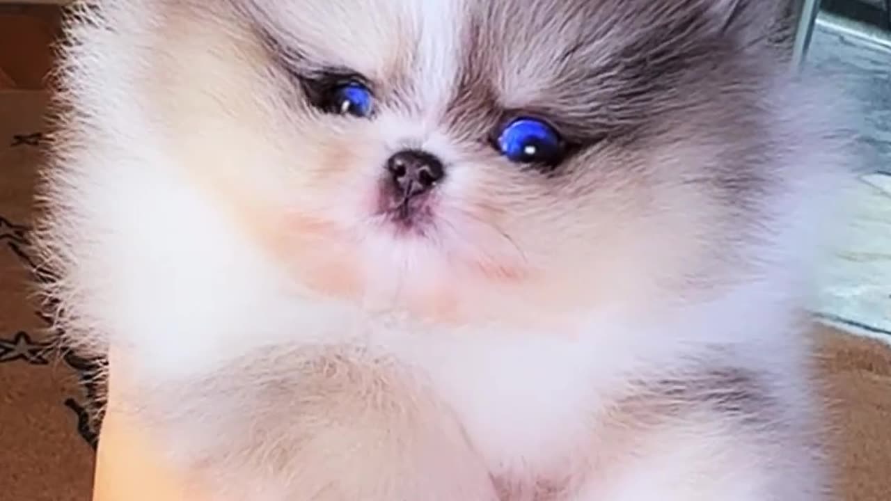 Cute white miniteacup Pomeranian puppy