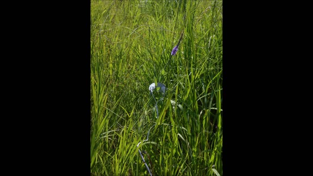 Song of the Wild Verbena