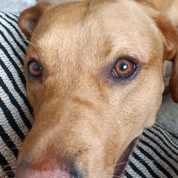 Look in to my eyes and tell me it's not play time 👇 See the Description for a Surprise!