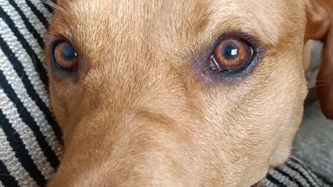 Look in to my eyes and tell me it's not play time 👇 See the Description for a Surprise!