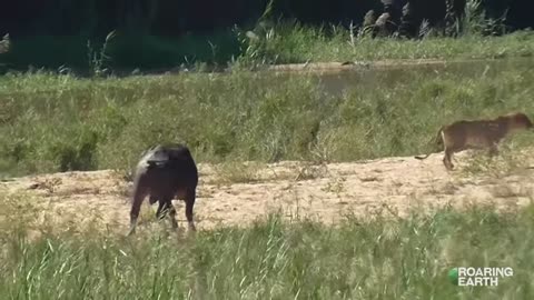 Buffalo Launches Lion to Save Monitor Lizard