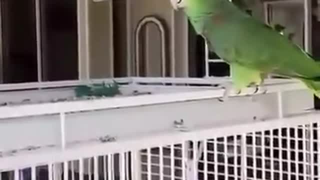 parrot whistles to the accompaniment of the owner with a guitar