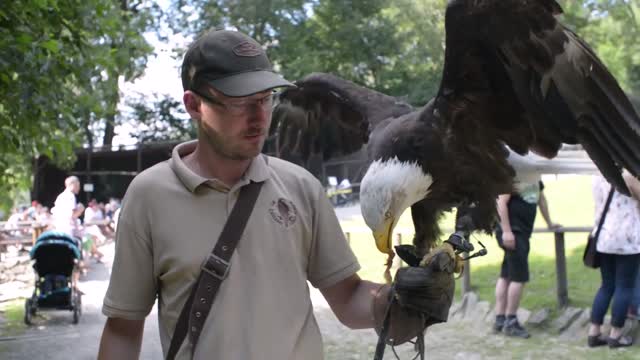 bald eagle sits on a hand trainer