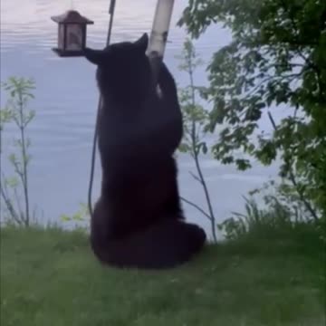 Minnesota: A Bear Samples the Birdfeeder Buffet