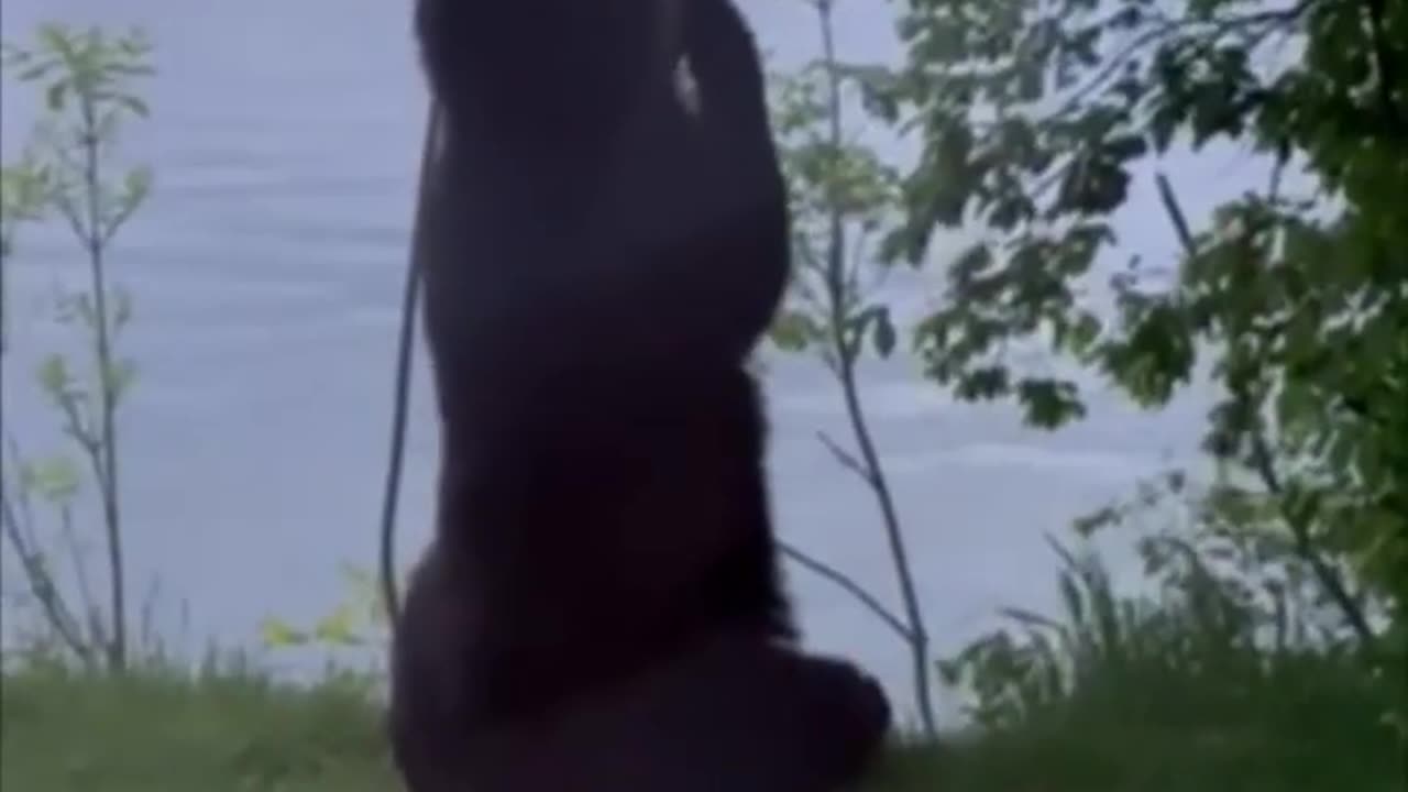 Minnesota: A Bear Samples the Birdfeeder Buffet