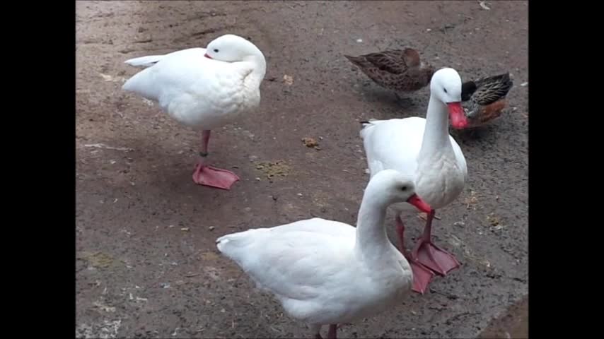 cisnes coscoro