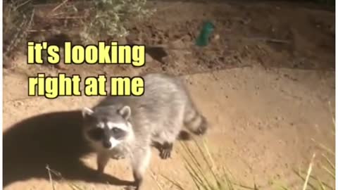 Raccoons