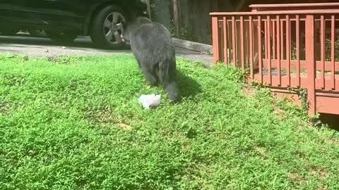 Black Bear Come Back to Car