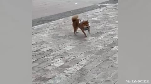 Funny Dog Video