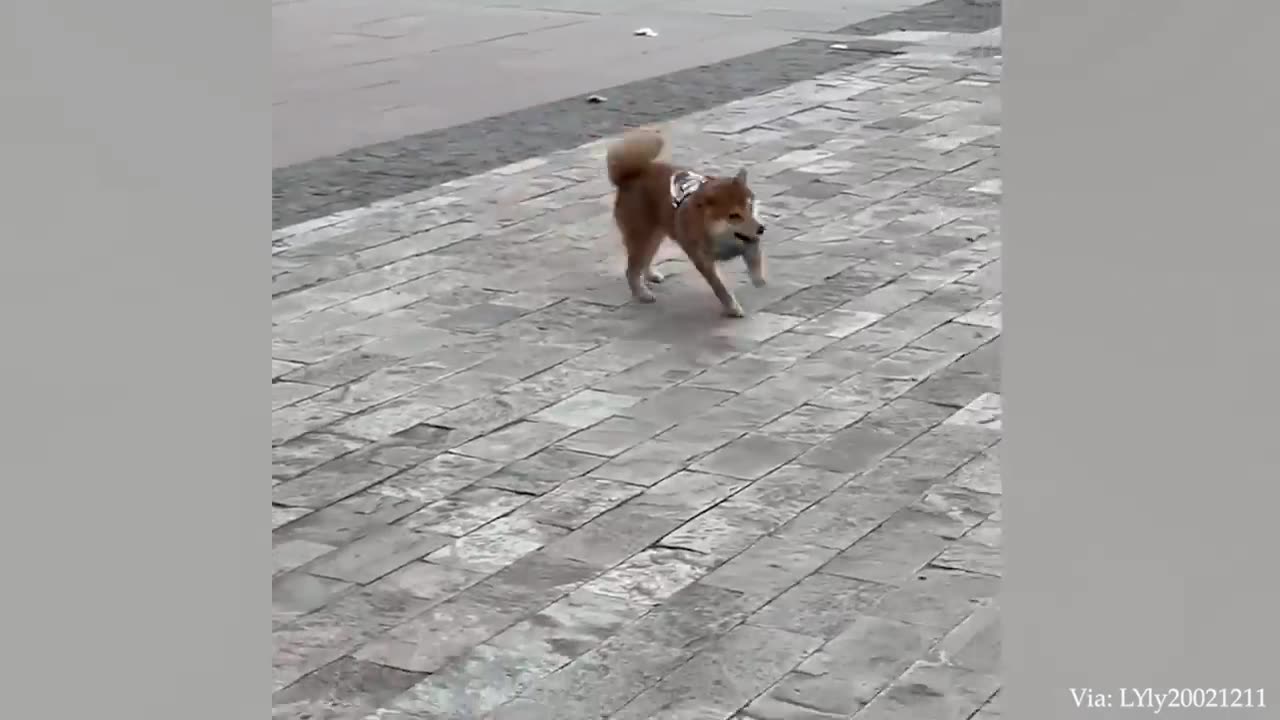 Funny Dog Video