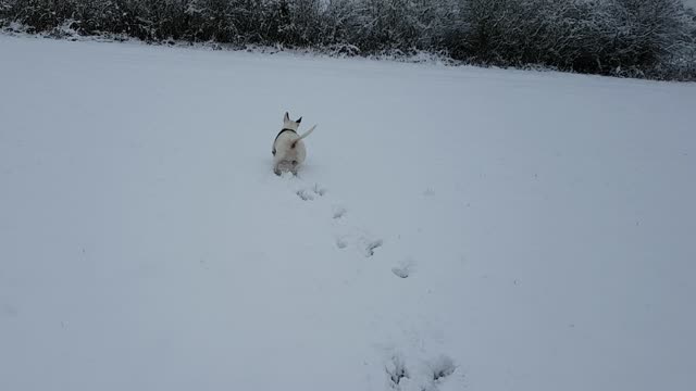 Brady in the snow