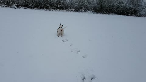 Brady in the snow