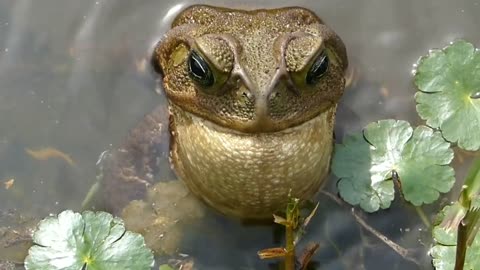 Brazilian fauna SAPO SILVESTRE