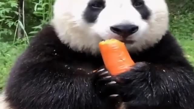 panda eating cute carrot